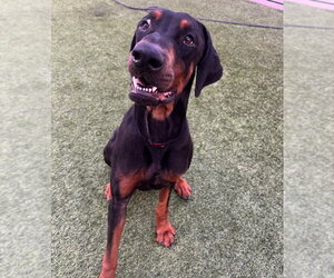 Titus - Male Doberman Pinscher-Unknown Mix Dog for Adoption - Photo #2