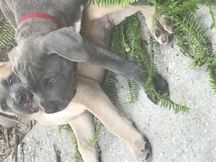Cane Corso Puppy for sale in LADYS ISLAND, SC, USA