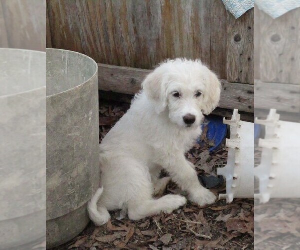 Medium Photo #1 Labradoodle Puppy For Sale in SNOW CAMP, NC, USA