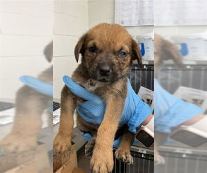 Mutt Dogs for adoption in San Bernardino, CA, USA