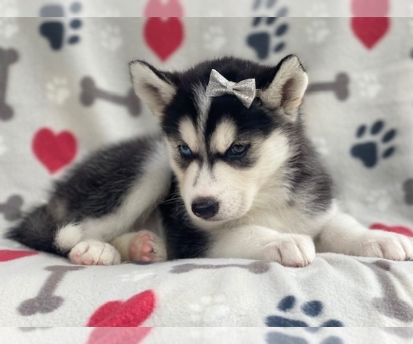 Medium Photo #6 Siberian Husky Puppy For Sale in LAKELAND, FL, USA