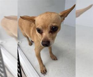 Chihuahua-Unknown Mix Dogs for adoption in Houston, TX, USA