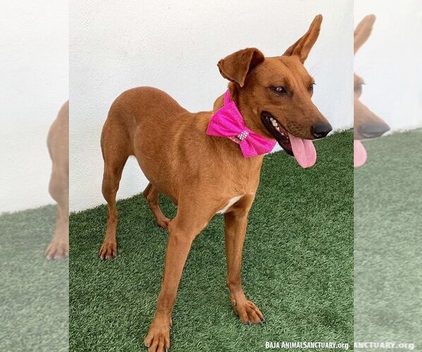 Medium Photo #3 Australian Kelpie-Unknown Mix Puppy For Sale in San Diego, CA, USA