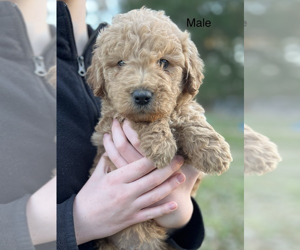 Medium Photo #4 Goldendoodle Puppy For Sale in CROCKETT, TX, USA