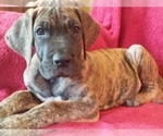 Small Photo #9 Great Dane Puppy For Sale in MURRAY, KY, USA
