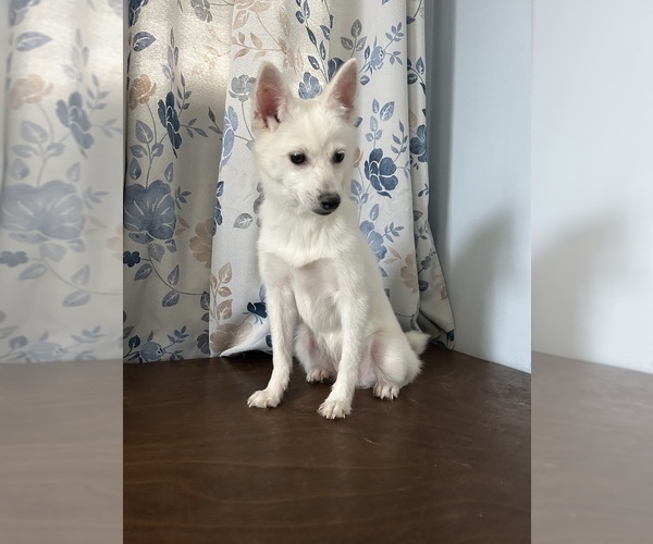 Medium Photo #34 Alaskan Klee Kai Puppy For Sale in DURHAM, CT, USA