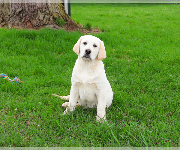 Medium Photo #4 Labrador Retriever Puppy For Sale in SYRACUSE, IN, USA