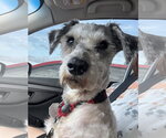 Small #2 Poodle (Toy) Mix