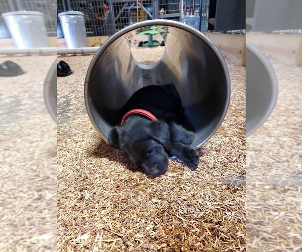 Medium Photo #7 Labrador Retriever Puppy For Sale in FLAGLER, CO, USA