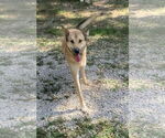 Small #2 Mutt