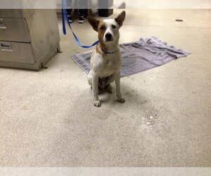 Mutt Dogs for adoption in Riverside, CA, USA