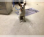 Small Mutt