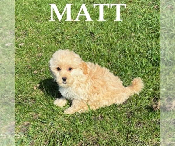 Medium Photo #3 Shih-Poo Puppy For Sale in HARTLAND, MN, USA