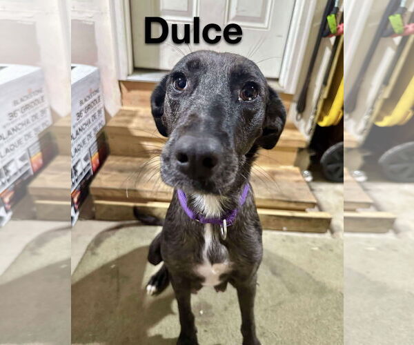 Medium Photo #4 Catahoula Leopard Dog-Labrador Retriever Mix Puppy For Sale in GILBERTS, IL, USA