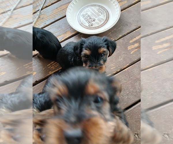 Medium Photo #4 -Poochis Mix Puppy For Sale in LOGANVILLE, GA, USA