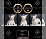 Puppy Persia AKC French Bulldog