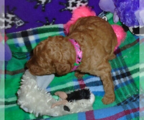 Medium Photo #9 Poodle (Standard) Puppy For Sale in CLATSKANIE, OR, USA