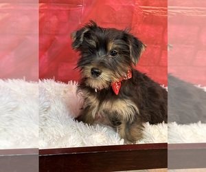 Yorkshire Terrier Puppy for sale in DURANT, OK, USA