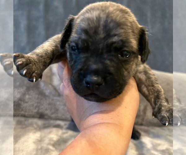 Medium Photo #3 French Bulldog-Unknown Mix Puppy For Sale in Lake Forest, CA, USA