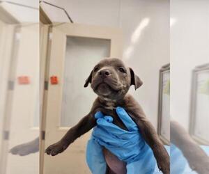 American Staffordshire Terrier-Unknown Mix Dogs for adoption in San Antonio, TX, USA
