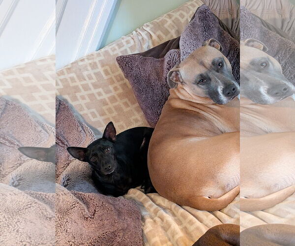 Medium Photo #2 Rat-Cha Puppy For Sale in Mount Laurel, NJ, USA