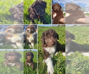 Bordoodle Puppy for Sale in LANCASTER, Kentucky USA