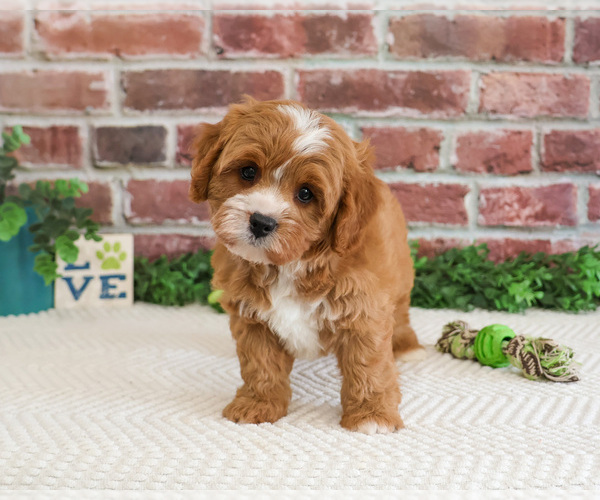Medium Photo #7 Cavapoo (Miniature) Puppy For Sale in SYRACUSE, IN, USA