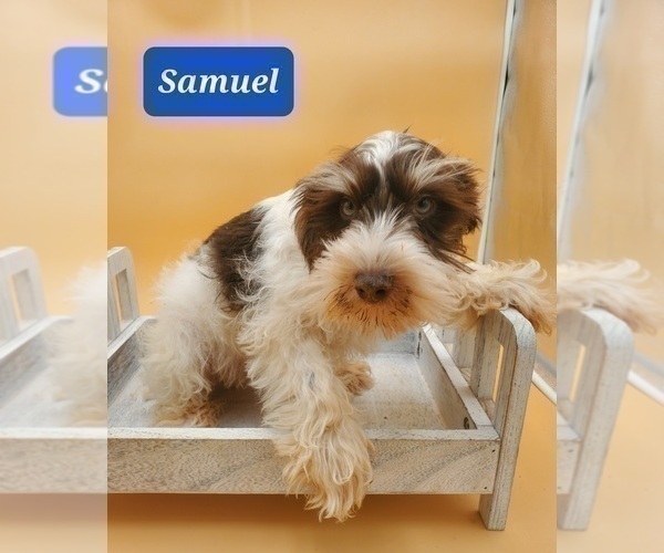 Medium Photo #2 Schnauzer (Miniature) Puppy For Sale in GOSHEN, IN, USA