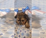 Small Photo #21 Yorkshire Terrier Puppy For Sale in AKRON, OH, USA