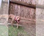 Small #1 American Pit Bull Terrier Mix