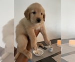 Small Photo #4 Golden Retriever Puppy For Sale in CLEARWATER, FL, USA