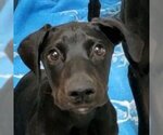 Small Photo #4 Plott Hound-Pointer Mix Puppy For Sale in Lake Forest, CA, USA