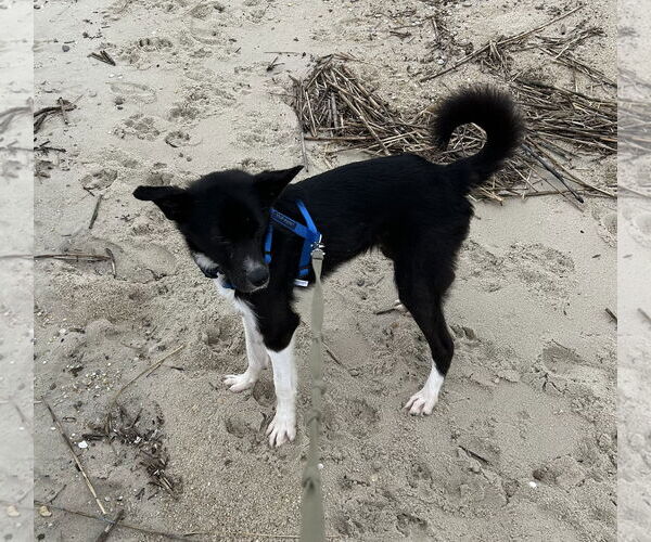 Medium Photo #11 Border Collie-Unknown Mix Puppy For Sale in Doylestown, PA, USA