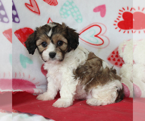 Cavachon Puppy for sale in GORDONVILLE, PA, USA