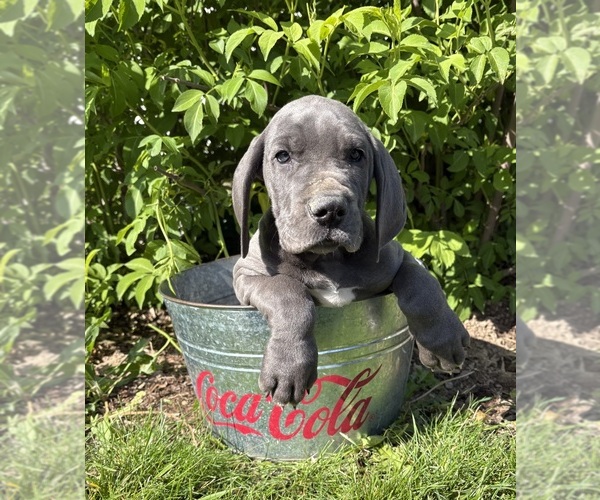 Medium Photo #4 Great Dane Puppy For Sale in MIDDLEBURY, IN, USA