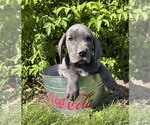 Small #3 Great Dane
