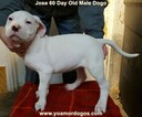 Small Photo #147 Dogo Argentino Puppy For Sale in JANE, MO, USA