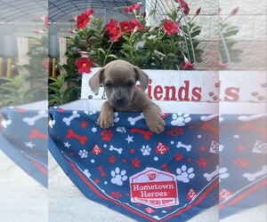 Chihuahua-Unknown Mix Dogs for adoption in Rocky Mount, NC, USA