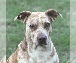 Catahoula Leopard Dog Dogs for adoption in Yardley, PA, USA