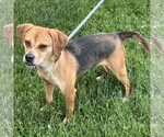 Small #1 Boglen Terrier