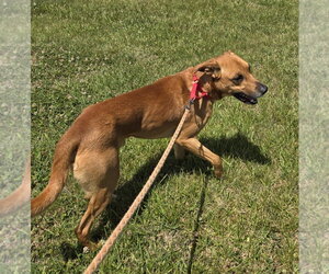 Loki: Not at the shelter (Tiffany) - Male German Shepherd Dog-Redbone Coonhound Mix Dog for Adoption - Photo #12