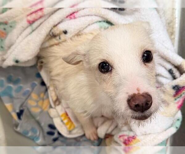 Medium Photo #1 Australian Terrier-Unknown Mix Puppy For Sale in Santa Rosa, CA, USA