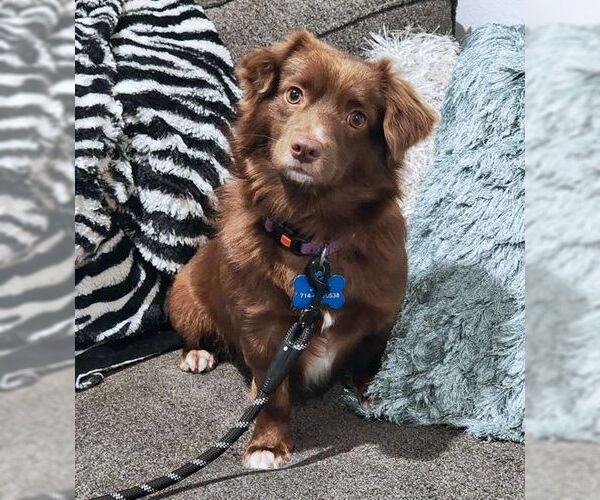 Medium Photo #3 Dachshund-Retriever  Mix Puppy For Sale in Tustin, CA, USA
