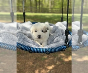 Great Pyrenees Puppy for Sale in ADAIRSVILLE, Georgia USA