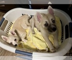 Small Photo #115 Pomsky Puppy For Sale in LOVELAND, CO, USA