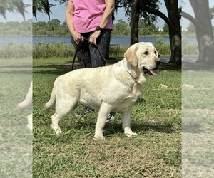 Labrador Retriever Puppy for sale in LAKE WALES, FL, USA