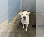 Small #3 American Pit Bull Terrier