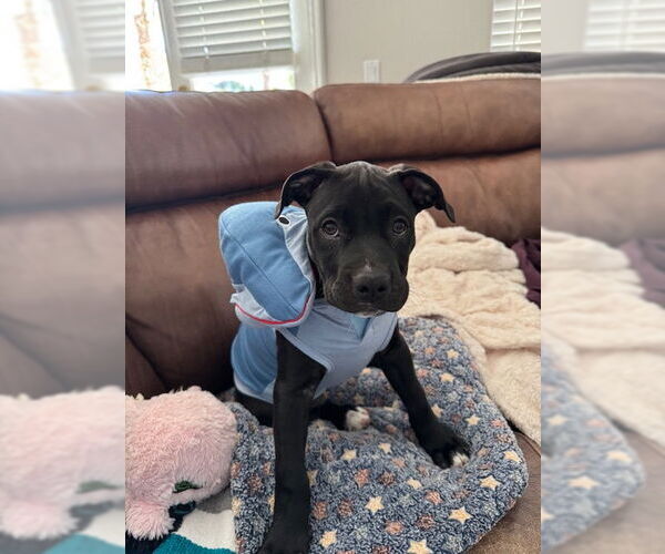 Medium Photo #2 American Pit Bull Terrier Puppy For Sale in Menifee, CA, USA