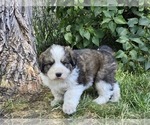 Small #5 Great Bernese