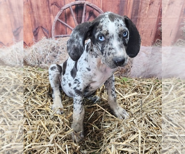Medium Photo #6 Catahoula Leopard Dog Puppy For Sale in CUMBY, TX, USA